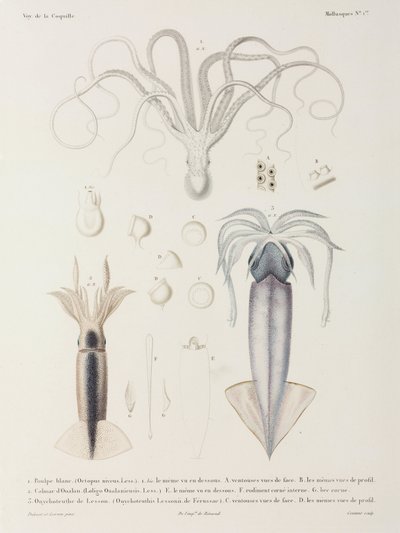 Octopus and Squid by John Pardon