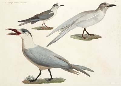 Terns and Gulls, Egypt by John Pardon