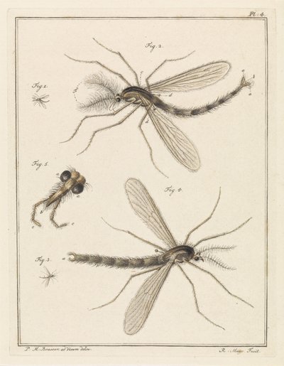 Plumed Mosquito by Robbert Muys