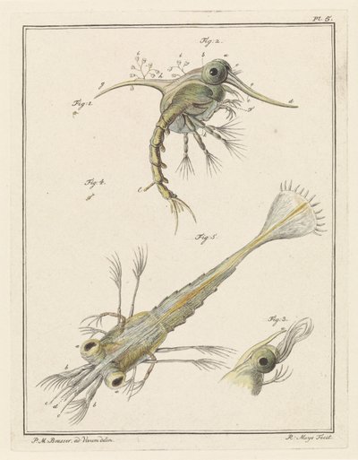 Two Developmental Stages of the Shore Crab Larva by Robbert Muys