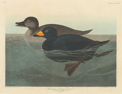 American Scoter Duck by Robert Havell