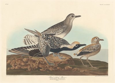 Black-bellied Plover, 1836 by Robert Havell