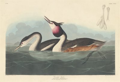 Crested Grebe, 1836 by Robert Havell