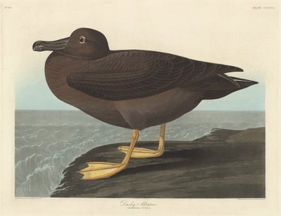 Dusky Albatross, 1838 by Robert Havell