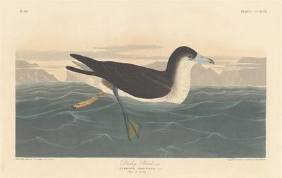 Dusky Petrel, 1836 by Robert Havell