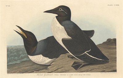 Foolish Guillemot by Robert Havell