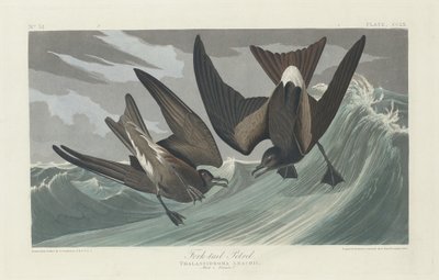 Fork-tailed Petrel by Robert Havell