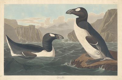 Great Auk by Robert Havell