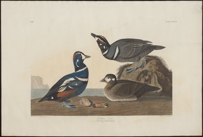 Harlequin Duck by Robert Havell