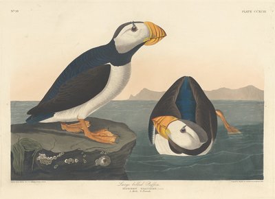 Large-billed Puffin by Robert Havell