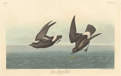 Least Stormy Petrel by Robert Havell