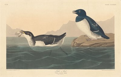 Little Auk by Robert Havell