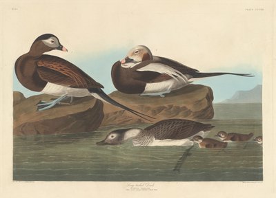 Long-tailed Duck, 1836 by Robert Havell