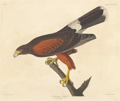 Louisiana Hawk, 1837 by Robert Havell