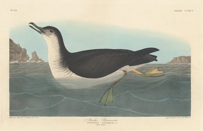 Manks Shearwater by Robert Havell