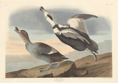 Pied Duck by Robert Havell