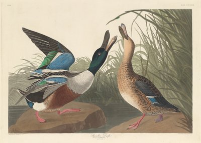 Shoveller Duck, 1836 by Robert Havell