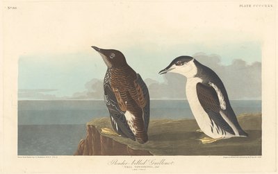 Slender-billed Guillemot, 1838 by Robert Havell