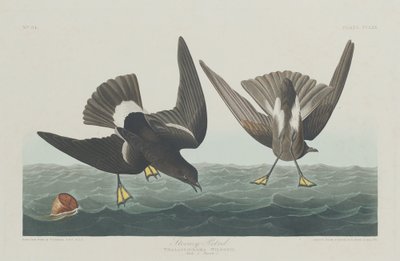 Stormy Petrel by Robert Havell