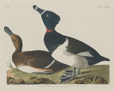 Tufted Duck by Robert Havell