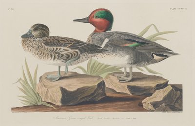 American Green-Winged Teal by Robert Havell after John James Audubon