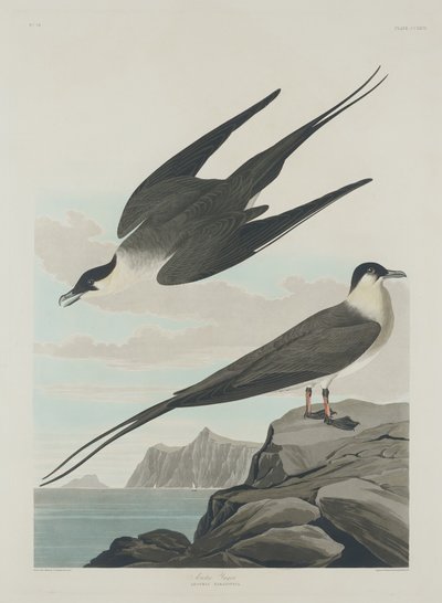 Arctic Jager by Robert Havell after John James Audubon