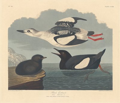 Black Guillemot by Robert Havell after John James Audubon