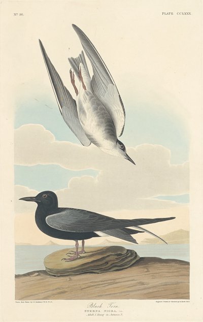 Black Tern by Robert Havell after John James Audubon