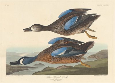 Blue-winged Teal by Robert Havell after John James Audubon