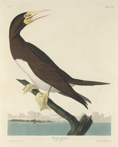 Booby Gannet by Robert Havell after John James Audubon