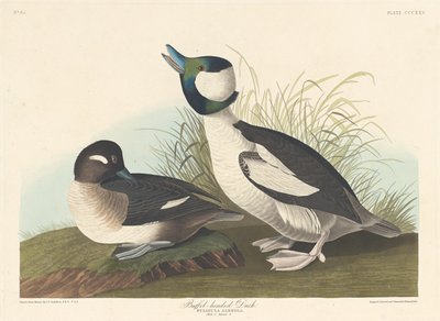 Buffel-headed Duck by Robert Havell after John James Audubon