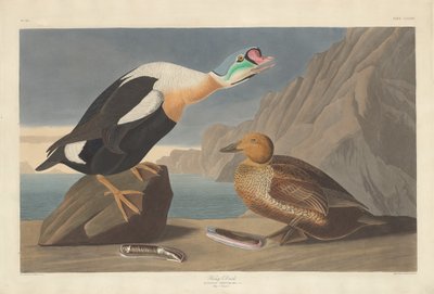 King Duck by Robert Havell after John James Audubon