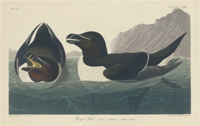 Razor Bill by Robert Havell after John James Audubon