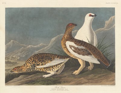 Rock Grouse by Robert Havell after John James Audubon