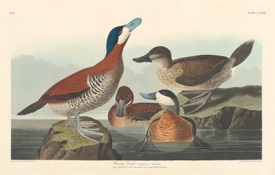 Ruddy Duck by Robert Havell after John James Audubon