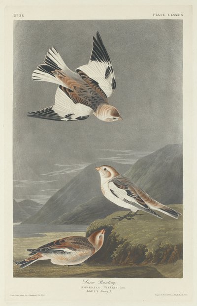 Snow Bunting by Robert Havell after John James Audubon