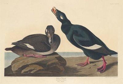 Velvet Duck by Robert Havell after John James Audubon