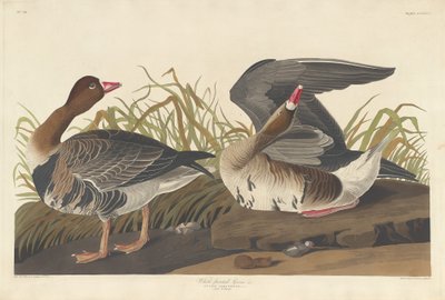 White-fronted Goose by Robert Havell after John James Audubon