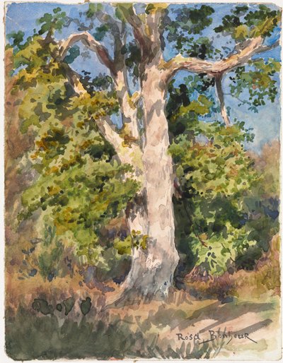 Tree Study by Rosa Bonheur