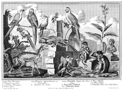 Parrots and Monkeys by Salomon Kleiner