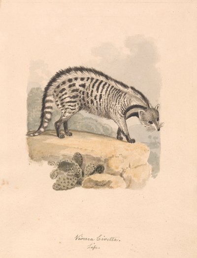 African Civet by Samuel Howitt