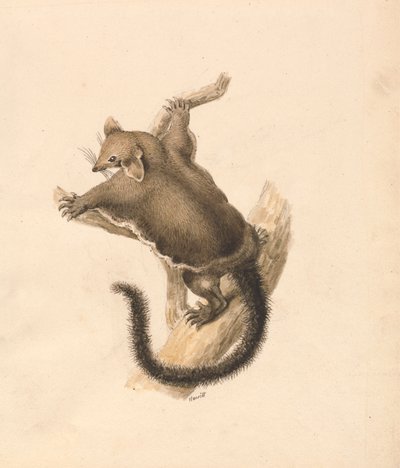 Flying Squirrel by Samuel Howitt