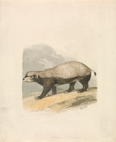 Honey-Badger by Samuel Howitt