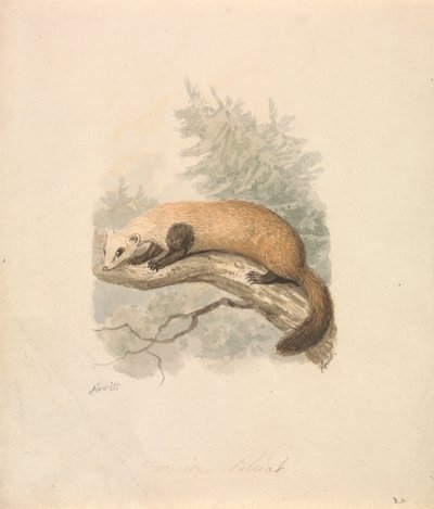 Polecat by Samuel Howitt