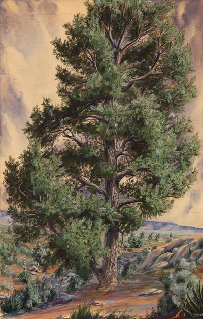 Pine Tree by Sandow