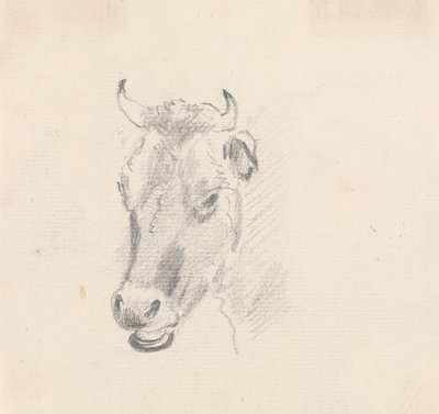 Study of a Cow