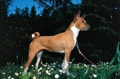 Basenji Dog by R. and Smith Simkin