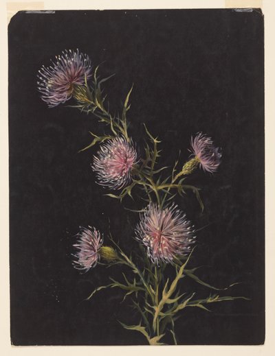 Study of Thistles by Sophia L. Crownfield