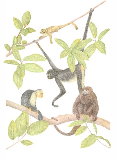 Costa Rica Monkey by Stacy Hsu
