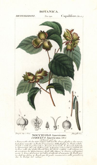 American hazelnut, Corylus americana by Stanghi Stanghi